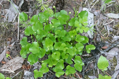 Parnassia fimbriata