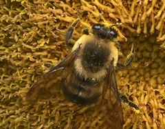 Bombus griseocollis