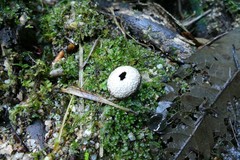 Lycoperdon compactum