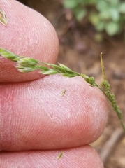 Poa fendleriana