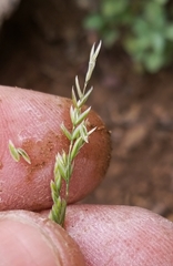 Poa fendleriana