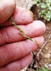 Poa fendleriana