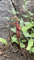 Corallorhiza striata