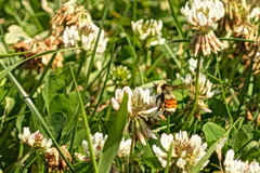 Bombus ternarius