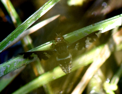 Exoprosopa dorcadion