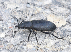 Iphthiminus serratus