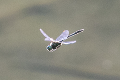 Somatochlora albicincta