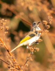 Conopophila rufogularis
