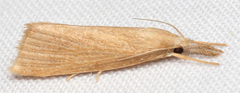Diatraea evanescens