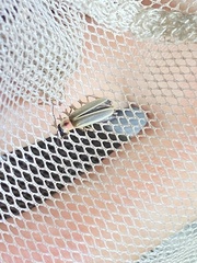 Photinus marginellus