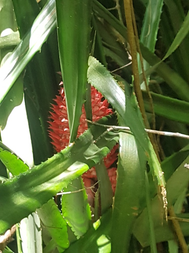 Ananas comosus iNat (3)