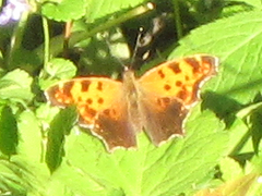 Polygonia progne