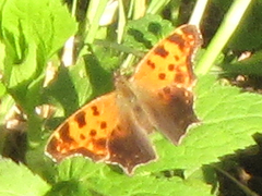 Polygonia progne