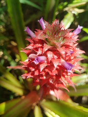 Ananas comosus bracteatus