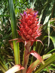 Ananas comosus bracteatus