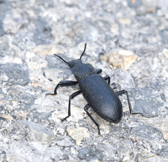 Iphthiminus serratus