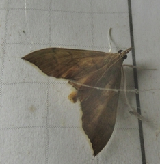 Sericoplaga externalis