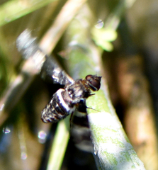 Exoprosopa dorcadion