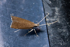 Torodora gemella