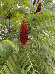 Rhus typhina