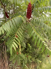 Rhus typhina