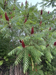 Rhus typhina