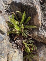 Polystichum kruckebergii