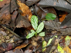 Goeppertia elliptica