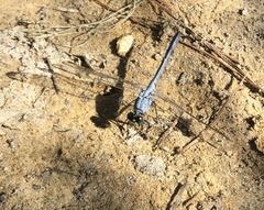 Erythemis simplicicollis
