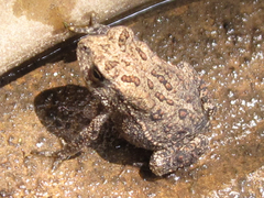 Anaxyrus americanus