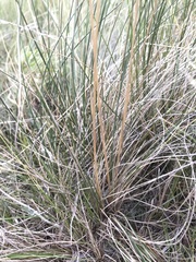 Festuca hallii