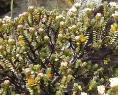Pimelea traversii