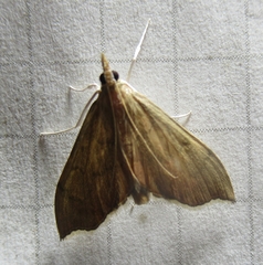 Sericoplaga externalis