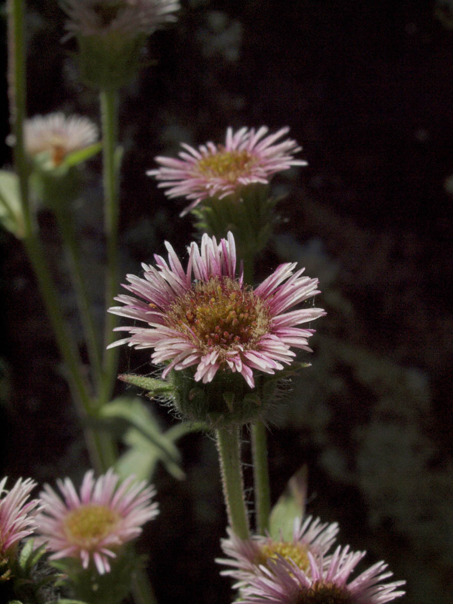 Erigeron acris var. kamtschaticus