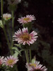 Kamchatka Fleabane - Photo (c) Susan, some rights reserved (CC BY-NC), uploaded by Susan
