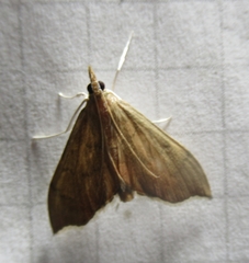 Sericoplaga externalis