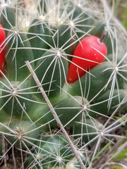 Escobaria missouriensis