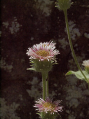 Erigeron acris kamtschaticus