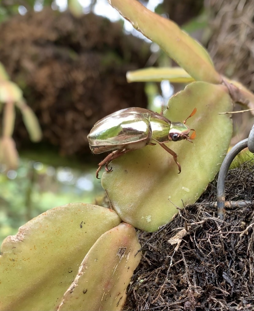 Chrysina optima