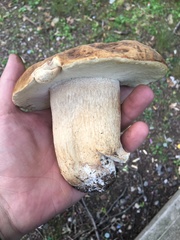 Boletus variipes