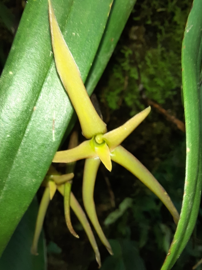 Maxillaria amplifoliata