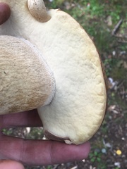 Boletus variipes
