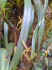Maxillaria amplifoliata