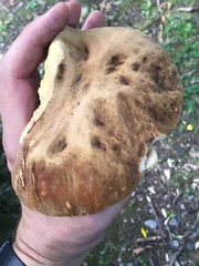Boletus variipes