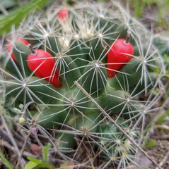 Escobaria missouriensis