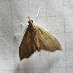 Sericoplaga externalis