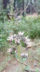 Phacelia mutabilis