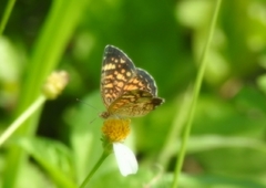 Phyciodes graphica