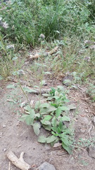 Phacelia mutabilis