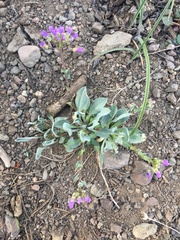 Phoenicaulis cheiranthoides
